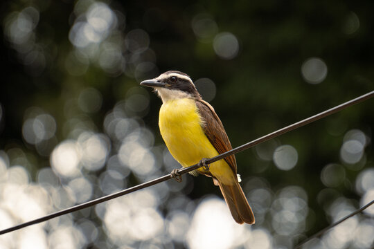 great tit parus major