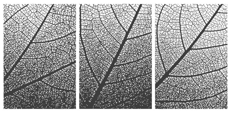 Black and white vector leaf vein structure triptych with distressed grunge halftone texture background
