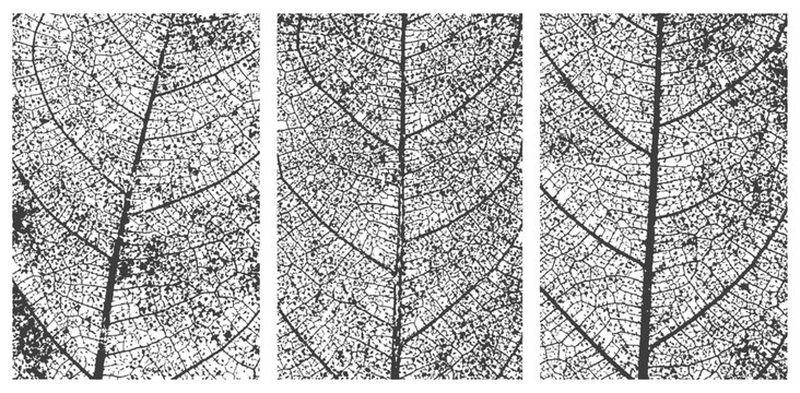 Vector Set of Three Monochrome Skeleton Leaf Textures Distressed Grunge Nature Backgrounds
