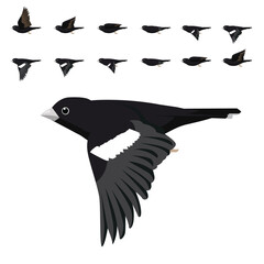 Lark Bunting Flying Animation Sequence Cartoon Vector
