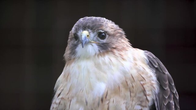 Close-up portrait of a majestic red-tailed hawk with keen eyes and sharp beak