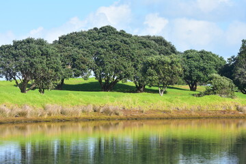 Scene from one of numerous regional parks managed by Auckland city council &acirc;&euro;&ldquo; this one on Tawharanui Peninsula. Location: Auckland New Zealand