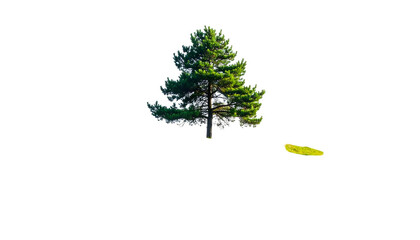 A single evergreen tree bathed in sunlight against a stark black background