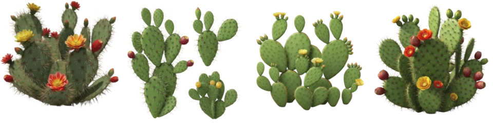 Canvas schilderij Cactus Set of prickly pear cactus with colorful flowers and fruit isolated on white background  © Soor