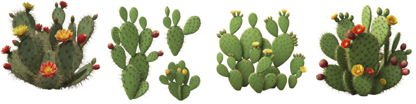 Set of prickly pear cactus with colorful flowers and fruit isolated on white background