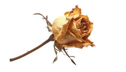 Close-up of a withered, golden rose against a black background