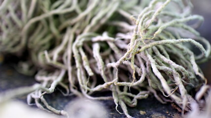 Detailed view of tangled gray mop fibers showing the texture of an absorbent floor cleaning tool used in daily cleaning tasks.