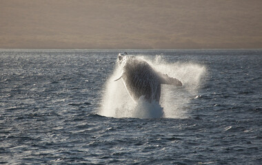 Breaching Humpback Whale, launching its body out of the water in a huge jump.