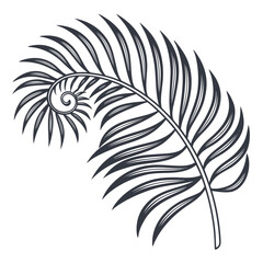 Obraz premium A detailed illustration of a single palm leaf with intricate vein patterns.