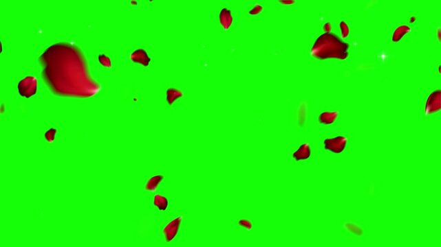 Beautiful vibrant red rose petals gently falling down against a solid bright green screen background signifying romance love and celebration events