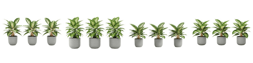 Obraz premium Large set of various indoor green plants in grey pots isolated on white background. 