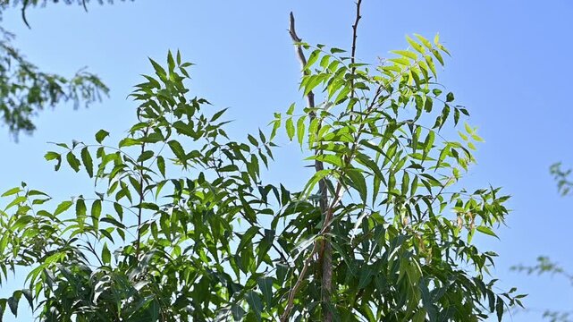 Azadirachta indica branches of neem tree leaves on the forest exposed to the wind. natural medicine ready to use 