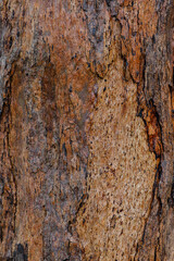 Obraz premium bark of a tree close up
