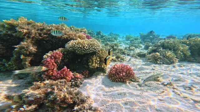 Butterflyfish chaetodon swimming near coral reef in shallow water