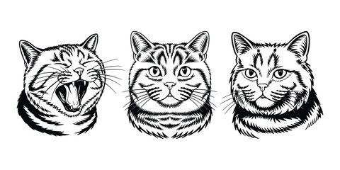 Obraz premium British Shorthair cat head illustration set, black and white line art