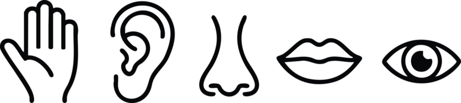 Minimalist Line Art Suite Representing Human Sensory Organs, Stylized Biological Interaction Vectors: Touch, Hearing, Smell, Taste, and Sight, vector, illustration, silhouette