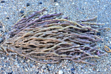 Weathered finger sponge washed ashore on coarse sand. Location: Auckland New Zealand