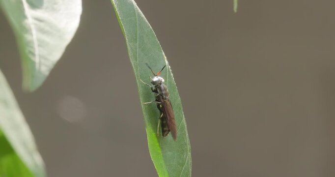 Macro of a beneficial Black Soldier Fly on a green leaf with active antennae; sustainable nature.