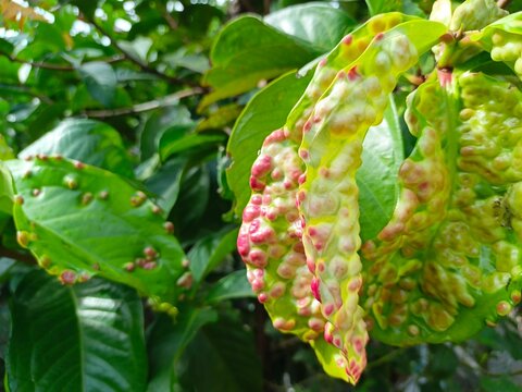 Red Leaf Mite Infection