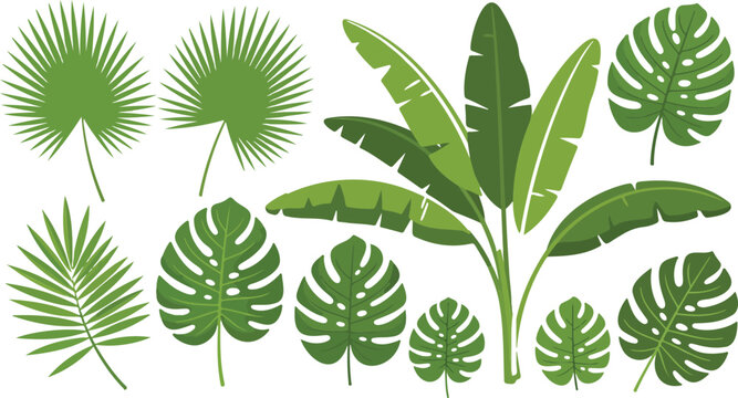 Jungle leaves. Cartoon different tropical plants. Palm, banana, monstera. Botanical green foliage elements. Summer paradise exotic leaf on white background. Vector set