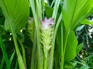 Obraz premium Curcuma Xanthorrhiza Bloom