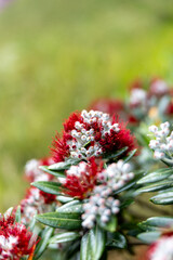 Close-up of vibrant red Pohutukawa flowers blooming in Cornwall park, Auckland, Auckland, New Zealand. These iconic blooms signal the start of the Kiwi summer.