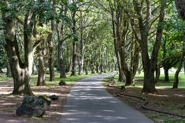 Obraz premium A tree lined road in Cornwall Park, Auckland, New Zealand, provides a scenic route for walkers and cyclists to enjoy the natural beauty of the park.