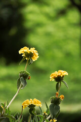 Obraz premium エルサレムセージ