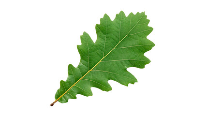 A large oak leaf green and has a jagged edge isolated on transparent background