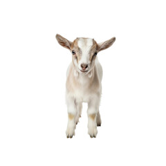 Obraz premium Cute baby goat kid standing isolated On Transparent Background