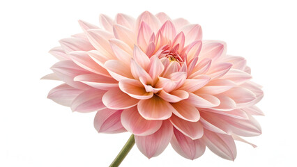 Fototapeta premium Close up of soft pink dahlia flower with layered petals