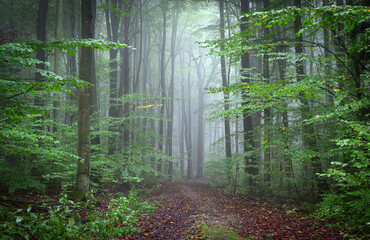 Obraz premium Misty morning in the green forest