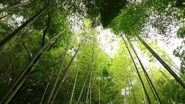 View up into bamboo forest with soft light filtering through leaves. Relaxing natural setting with lush bamboo, sunbeams filtering through layered foliage. Bambusa. Cooling in heat, building material.