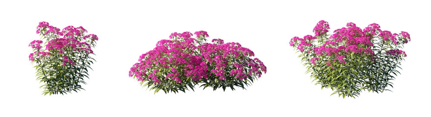 Obraz premium Spiraea japonica pink flowering bush (Japanese Spirea, Japanese Meadowsweet) Isolated PNG on a Transparent Background Premium Nature Cutout