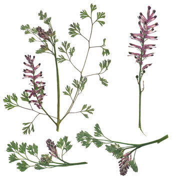 Digital herbarium, scrapbooking. Flowers, leaves of fumitory officinalis, isolated on white background. Set of pressed fumaria flowers and leaves. Herbarium. Digital floristics.