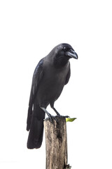 Fototapeta premium crow isolated on white background
