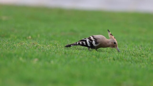 Bird grassy ground. hoopoe in the wild. High quality 4k footage