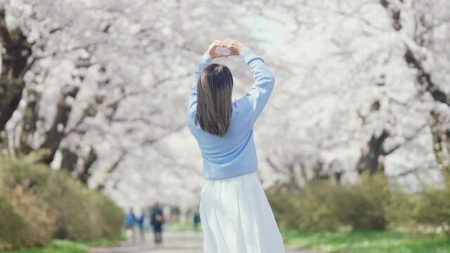 Woman tourist sightseeing Kitakami Tenshochi Park with Sakura Cherry Blossom in Spring, traveler travel in Kitakami festival, Iwate prefecture, Japan. Landmark for Travel and Vacation destination