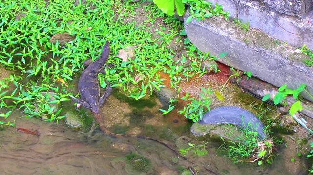 Large monitor lizard lurks for prey in tropical river Thailand.