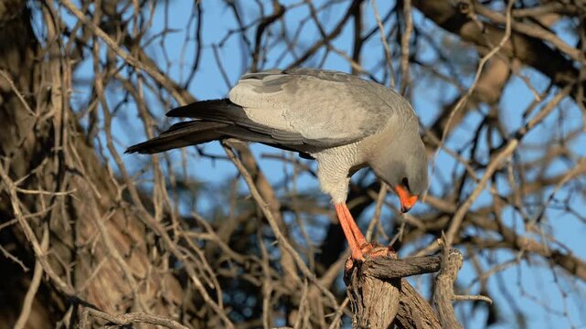 A pale chanting goshawk (Melierax canorus) perched in a tree with rodent prey, Kalahari desert, South Africa