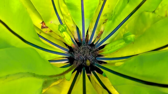 Green black tropical plant palm tree leaves leaf circle texture.