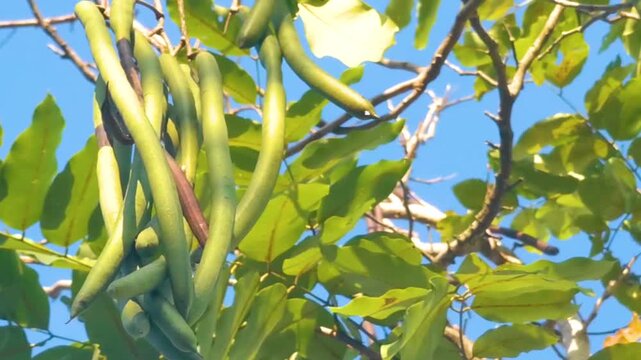 Golden Shower tree tropical yellow flowers blossoms blue sky Thailand.