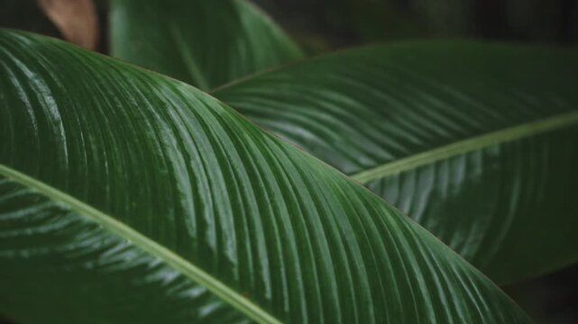 Green Tropical Banana Leaf Texture with Natural Veins