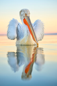 pelicano dalmata , lago kerkini