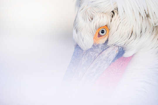pelicano dalmata , lago kerkini