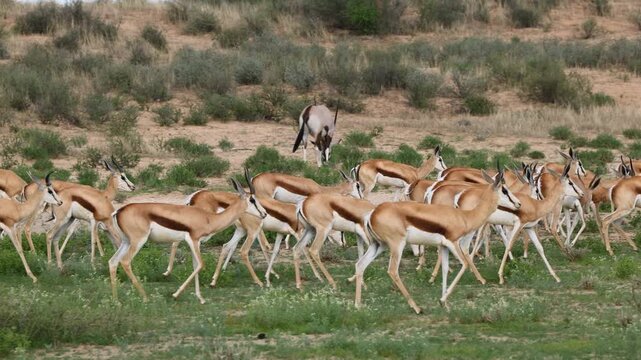 Herd of springbok antelopes (Antidorcas marsupialis) feeding in natural habitat, Kalahari desert, South Africa