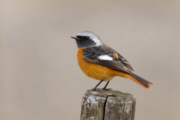 逃げていくジョウビタキの雄