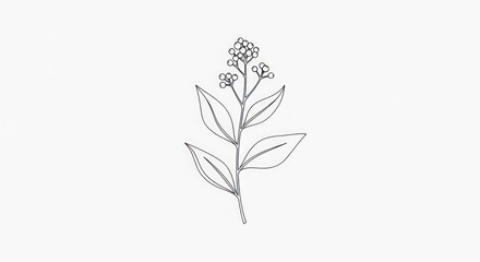 A simple black and white line drawing of a plant with leaves and flowers, set against a plain background.