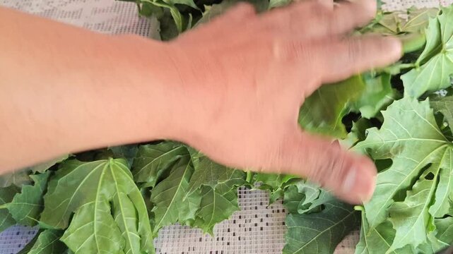 Fresh chaya leaves ready for domestic use