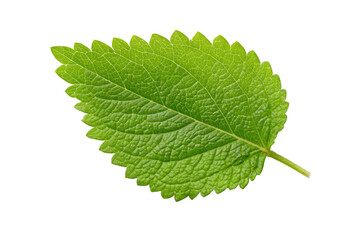 Obraz premium Green Leaf with Serrated Edges Isolated on Transparent Background